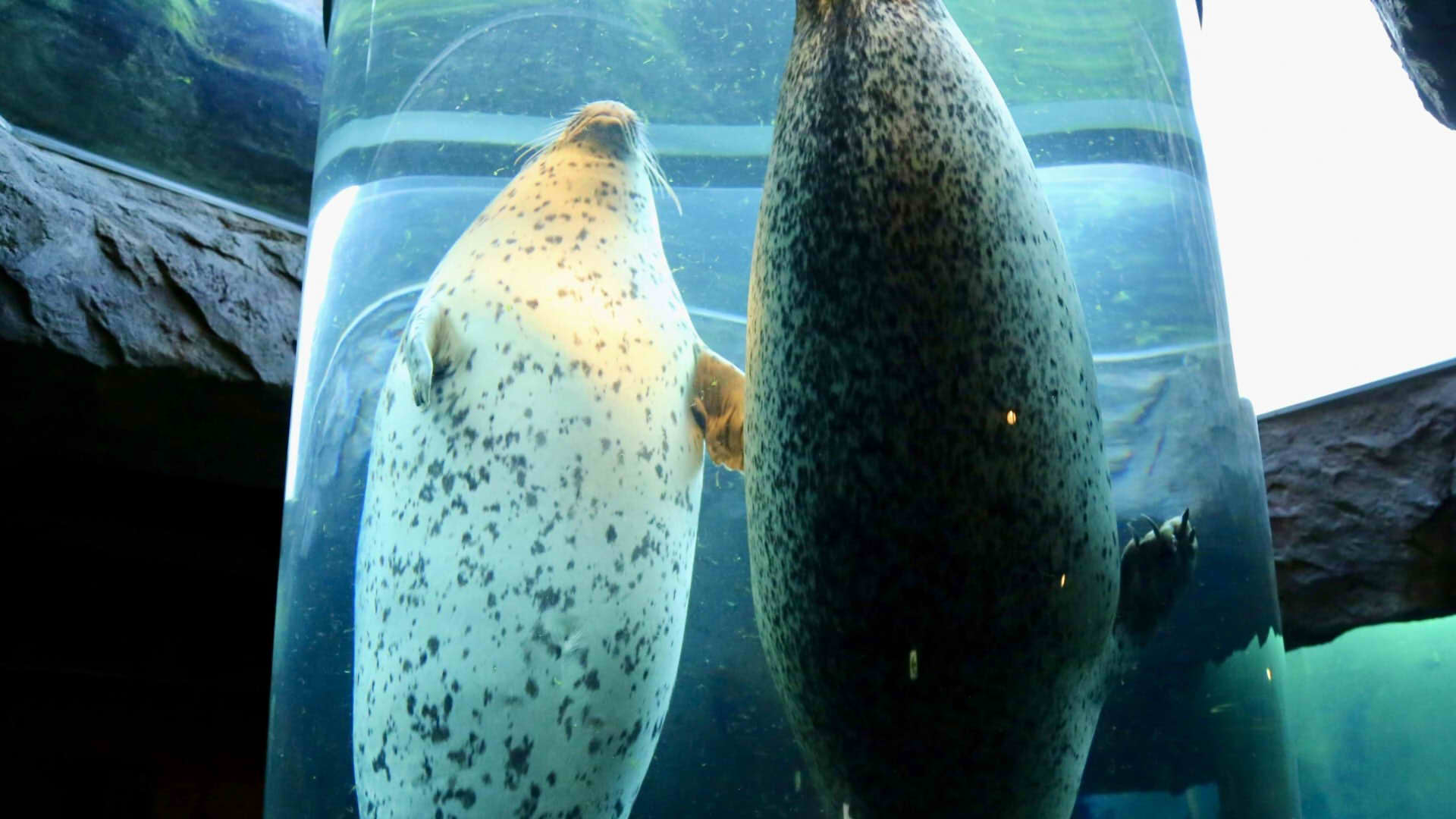 Asahiyama Zoo