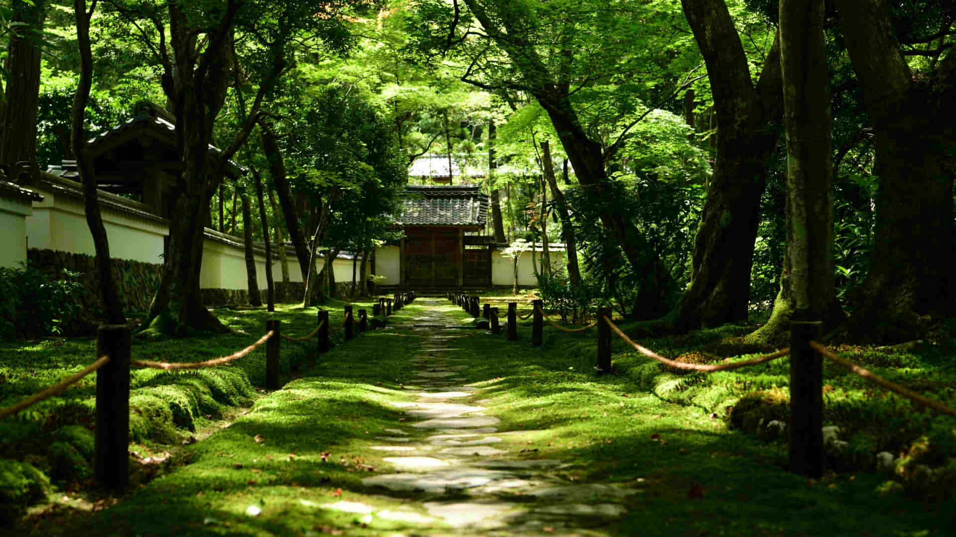 Kokedera