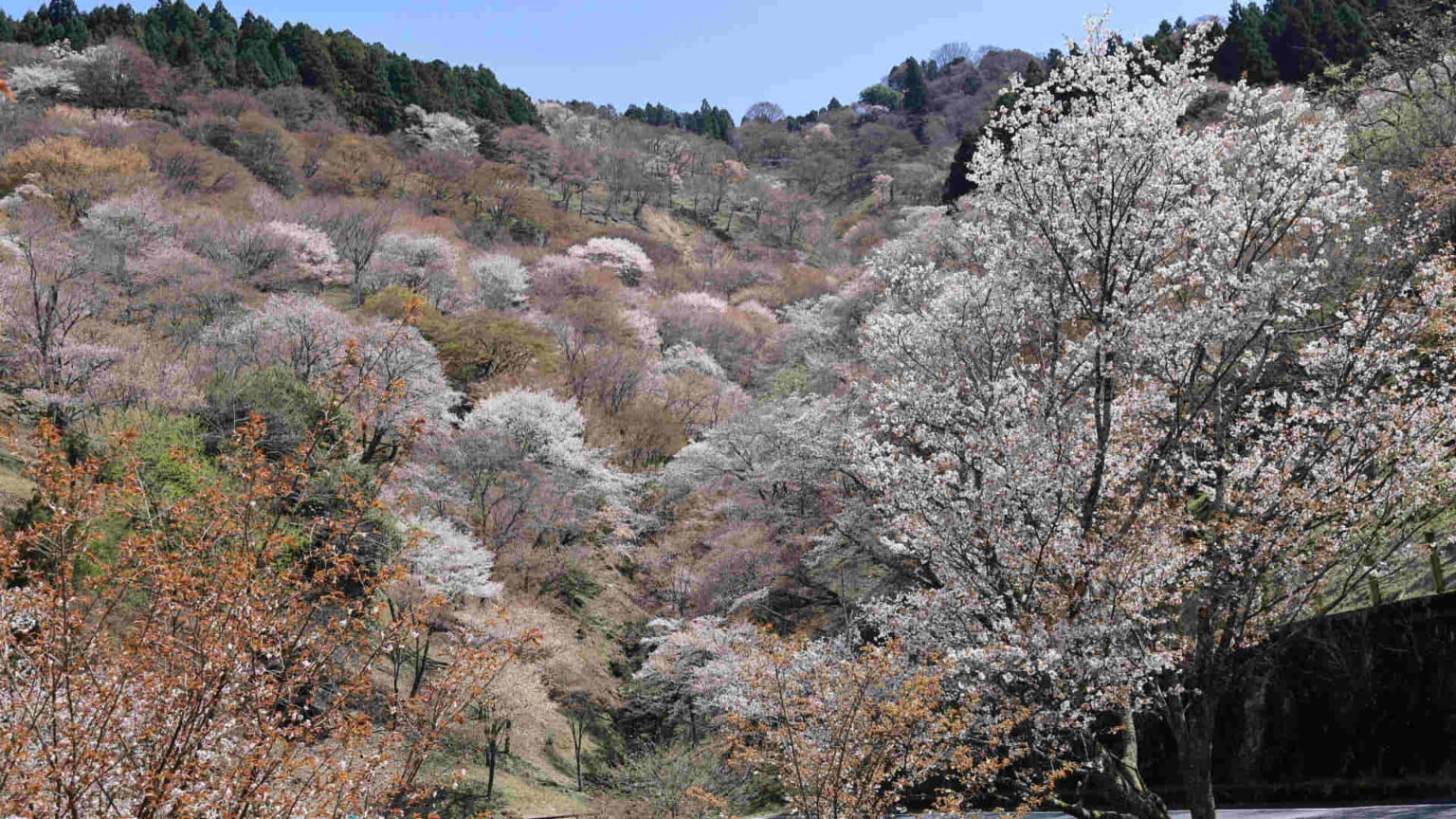 Mount Yoshinoyama Travel in Japan