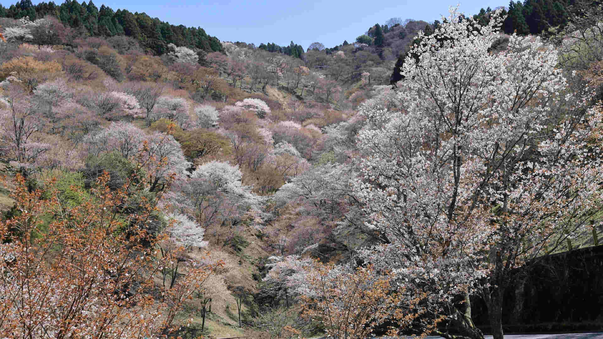 Mount Yoshino