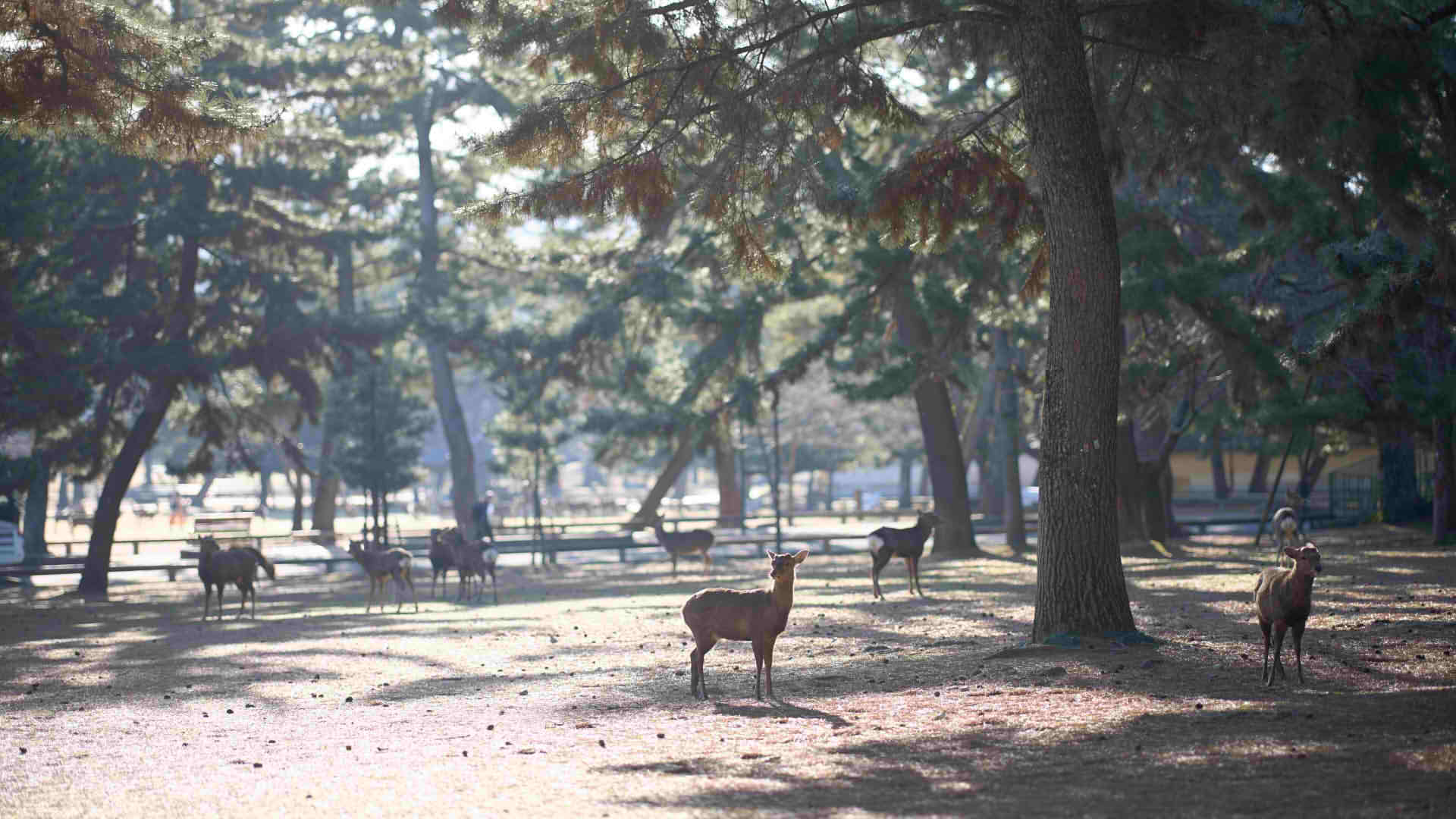 Nara Park