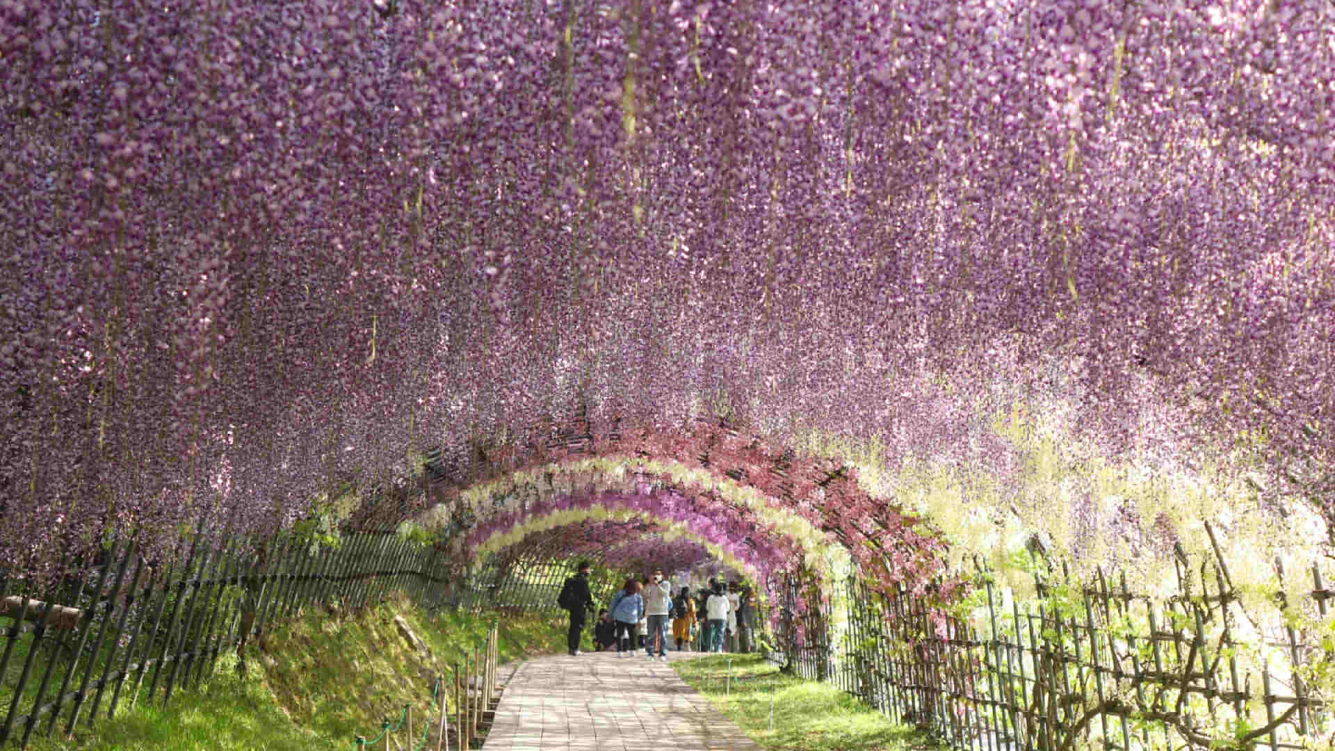 Kawacihi Wisteria Garden