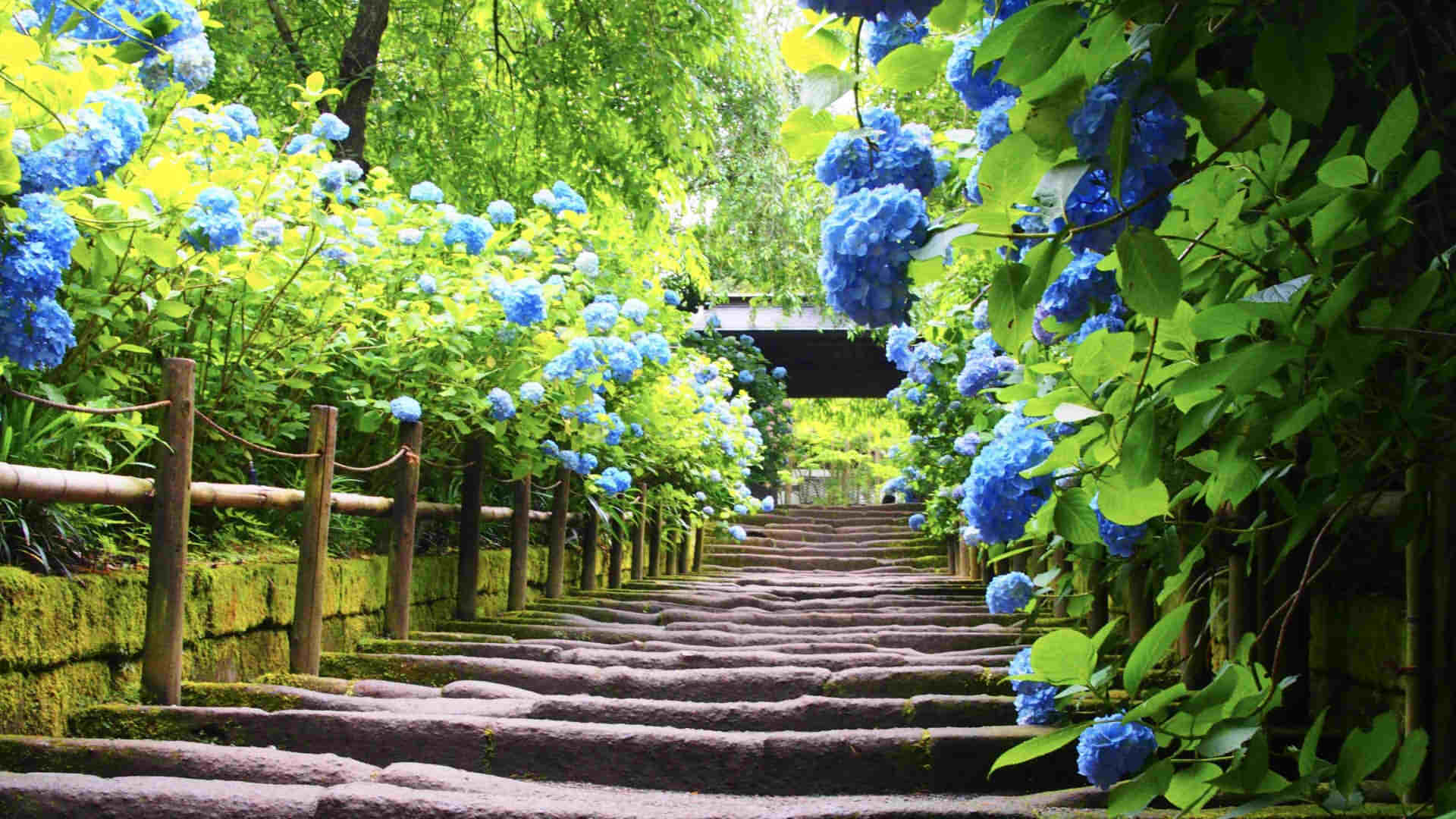 Meigetsuin Temple