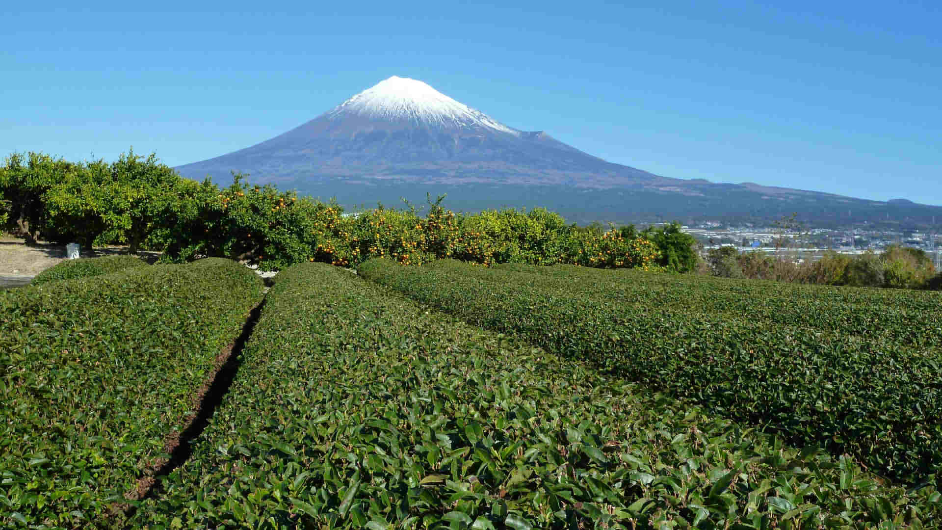 Shizuoka Prefecture