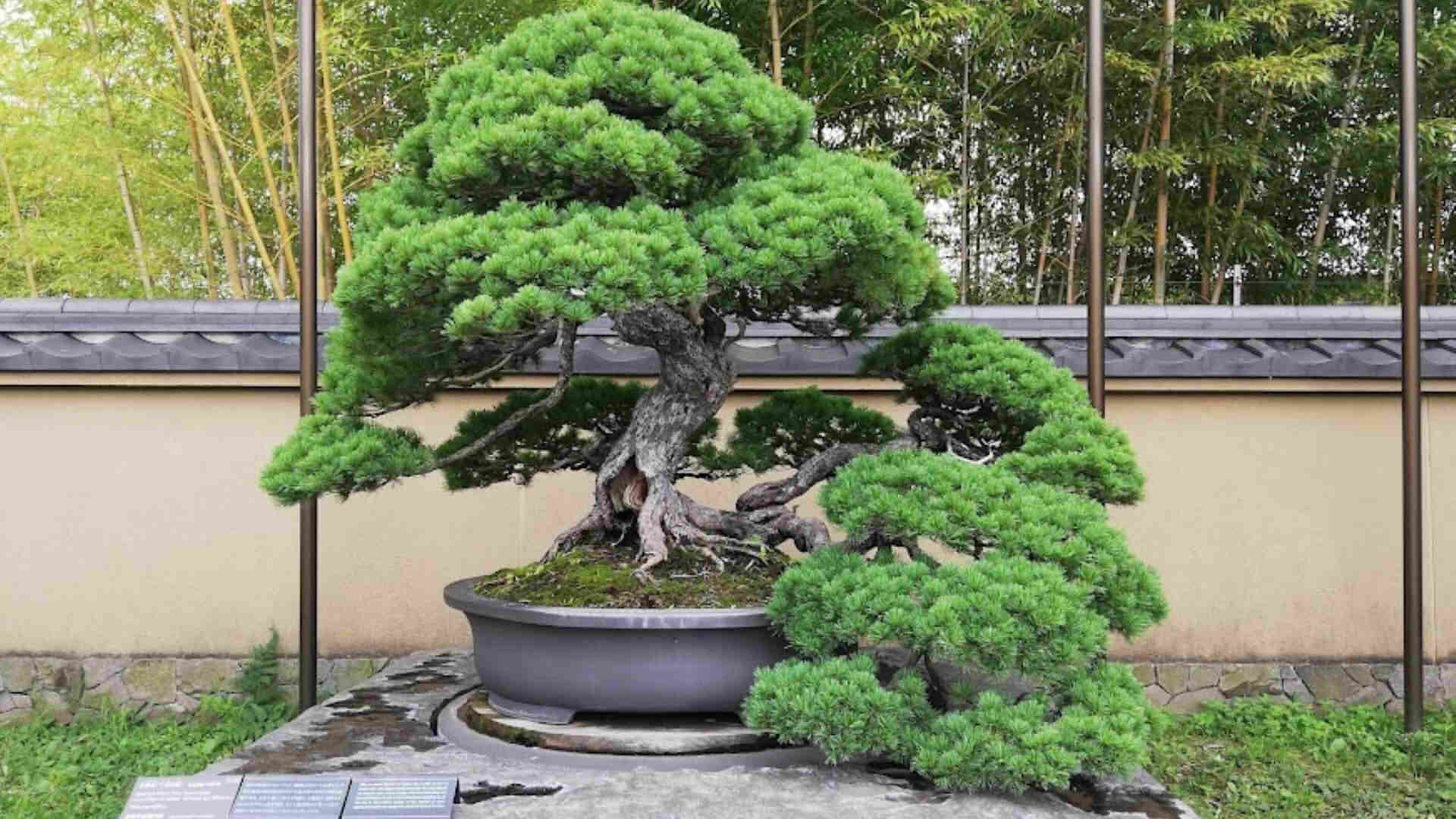 Bonsai Village